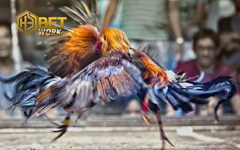 Kinh nghiệm chọn gà đá hay: Tuyệt chiêu từ sư kê lâu năm 3 kinh nghiệm chọn gà đá hay