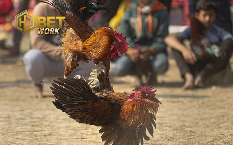 Kinh nghiệm chọn gà đá hay: Tuyệt chiêu từ sư kê lâu năm 2 kinh nghiệm chọn gà đá hay